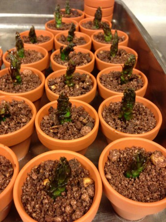 Sparrispanacotta, karameliserad sparris, chokladjord